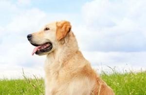 Netizen Takes Golden Retriever to Market; Golden Retriever Recognizes Its Own Child, Eyes Turn Red