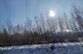 Daling White Birch Forest