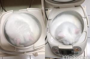 The Owner Was About to Cook and Found a Cat in the Pot, Netizens: 'This Rice Can Only Be Sucked Up'