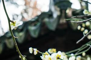 Early March in Jiangnan: Floral Scenes in the Mist
