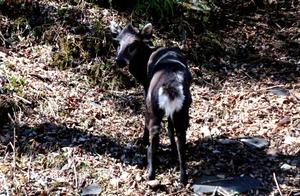 All Things Have Spirit! Injured Deer Lost and Returned After Rescue, It Cautiously Turned Back!