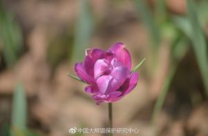 Netherlands Donates ‘Guotai’ Tulips to China Giant Panda Protection Research Center in Qingchengshan Base