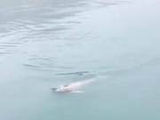 Smiling Angels Have Arrived! White Dolphins Reappear in Dafu Island Township, Yantai