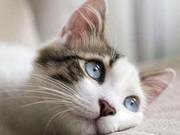 Do Cats Have a Weird Smell at Home? Here Are Several Ways to Deal With It