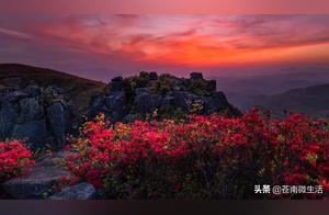 The Most Beautiful Flower Season in Cangnan Town Has Arrived! Miss It and Wait Another Year!