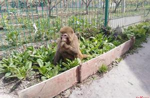Master (the Wise One) Enters the City, Stealing Vegetables and Climbing Buildings – Police Trap and Return to Jiuding Mountain