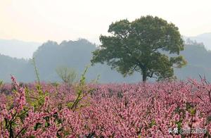 Xiashen Village: Lost in a Dreamlike World, Like a Wisp of Smoke in March