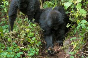 Baby Orangutan Dies in Poacher Trap, Subsequent Actions by Group of Monkeys are Heartening