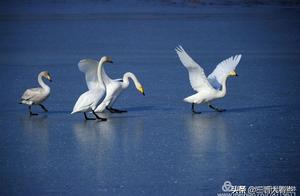 Ancient City of Changzhi Welcomes Peak Migration Season for Migratory Birds