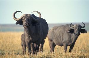 Fierce African Buffalo