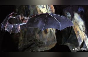 Why Bats Have Become "The King of Poisons"