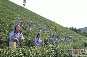 Lake Zhou Wu Xing: Busy Picking Tea Before Cicada Mountain