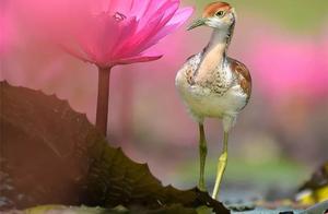 Spring Has Come, Beautiful Birds Have Arrived!