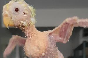 Dutch Pet Parrot Abused, Completely Bald and Ugly, Finds New Owner and Gentle Treatment