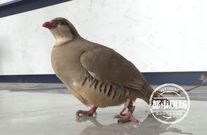 A ‘Cute Little Creature’ Flew Into a Resident’s Home – It’s an Invasive Species!