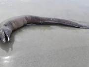 Eyeless Creature Resembling a Dolphin Appears on Mexican Beaches, Suspected to Originate from the Pacific Ocean Depths