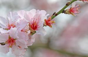 Will You Marry Spring?