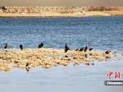China's 'Salt Lake' Cities Welcome Diverse Wild Birds; Ecological Environment Improves