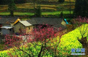Fuyuan: Camellias Bloom, Spring Returns to the Earth
