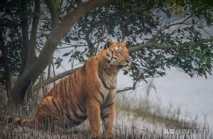 Red Mangrove Tigers, the Vanishing Sundarbans Tiger – Sundel Ben Tiger