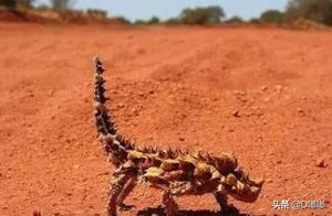 5 Most Unusual Species in the World, the 3rd Species Exists Only in a Few Individuals Globally, and 1 in China