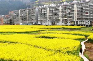 Chengdu Fengjie: Golden Ocean Makes Spring Warmer