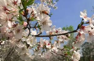 Perfect Springtime, Come See Du ShiLing's Cherry Blossoms