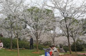 Great Weather! Many Visitors to Chongqing Nanshan Botanical Garden - The Flowers Are Really Beautiful