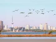 A Mirror of Clear Water, Migratory Birds in Flight