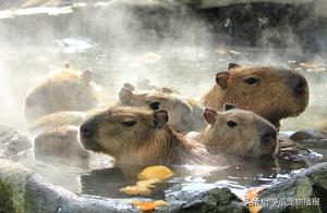 Unbelievable! The Animal Kingdom's Most Popular Animal, the Stoic 'Hamster'