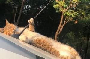 The cat is lying in the car basking in the sun, small paws grabbing the wires, the car owner looks over and bursts out laughing!
