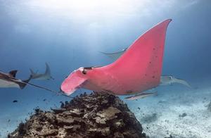 The World's Only Pink Bat Discovered Again by Humans, This Color is Extremely Rare