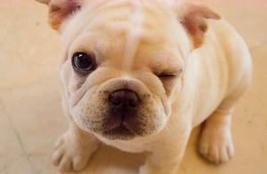 World Famous Dog No. 54: Home with Cute French Bulldog - The Beloved French Bulldog of the World