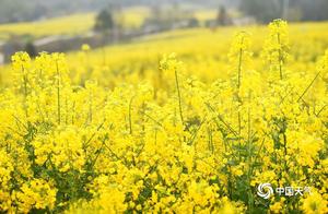 Oilpea Flowers Bloom in Fengdu Mountains, Creating a Golden Romance