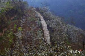 Baocheng's "Little Wuyuan" - Thousands of Acres of Cherry Blossom Sea in Bloom! The Perfect Time to View the Flowers! Plus Plenty of Activities Await You!