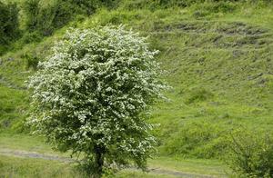 Spring Weather Warming, This 'Butterfly' in the Pomegranate Orchard is Beautiful, but Timely Control is Necessary
