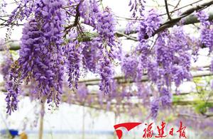Check-in at Fujian's Most Beautiful Purple Willow Alley