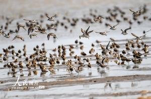 Tens of Thousands of Migratory Birds 'Lead the Way' Arrive in Yancheng, Salt City, Jiangsu