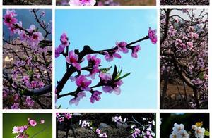 Peach Blossoms Still Bloom, Where Are You?