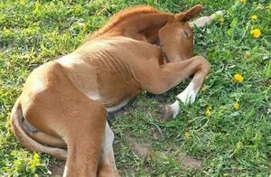 Seeing You in a Lying Position, You Never Would Have Imagined This Horse