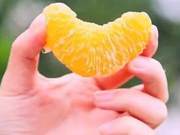 Juicy Rapa Rapa Oranges, Bringing the First Greeting of Spring