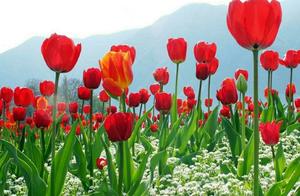 Spring is Wonderful, Let's Step Out of Our Homes to Seek Beautiful Scenery