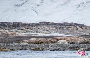 Polar Bears vs. Walrus Herd: Demonstrating Polar Bear Dominance (Photo Gallery)
