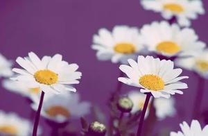 Positive Energy Sunshine Sentences: Dare to Accept Adversity, and Life Will Gradually Become Stronger