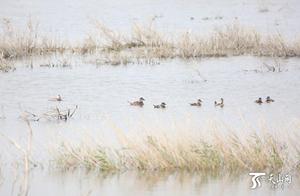 Critically Endangered White-tailed Gull Finds New Habitat in Urengu Lake Wetland