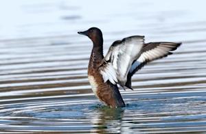 Spring River Warmer, White-Eyed Ducks Know First! White-Eyed Ducks Meet in Changchun Nanxi Wetland's Itong River