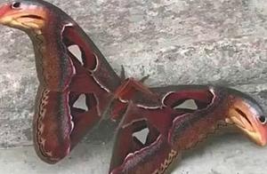 A ‘Double-Headed Snake’ Lying in the Corner, Woman About to Strike, Neighbor Rushed to Stop Her