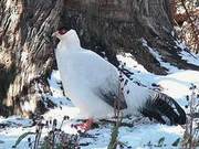 White Marmots Spotted in Aba Tibetan Plateau - Protect Local Wildlife!