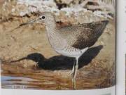 White-throated Sandpiper of the Yellow River Delta