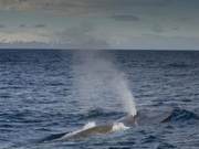 South Pole Investigation Shows Increase in Endangered Blue Whale Numbers